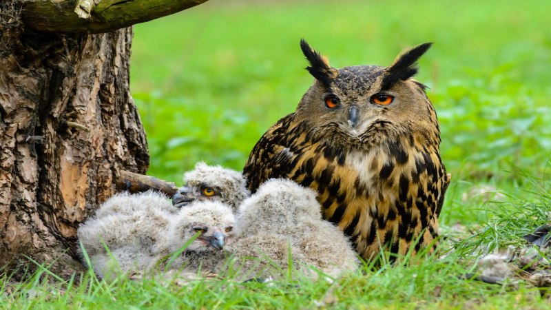 Филин обыкновенный (Bubo Bubo)