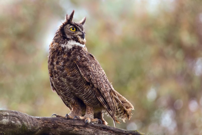 Виргинский Филин (Bubo virginianus)