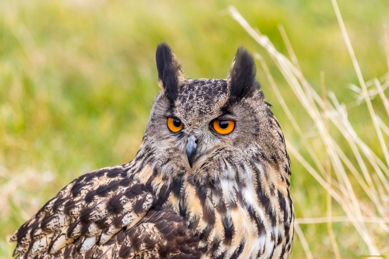 Филин Bubo Bubo