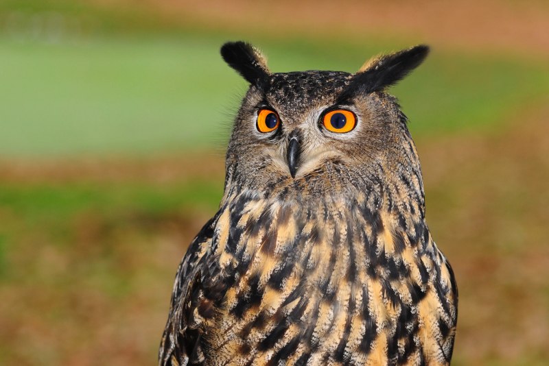 Европейский Филин (Bubo Bubo)
