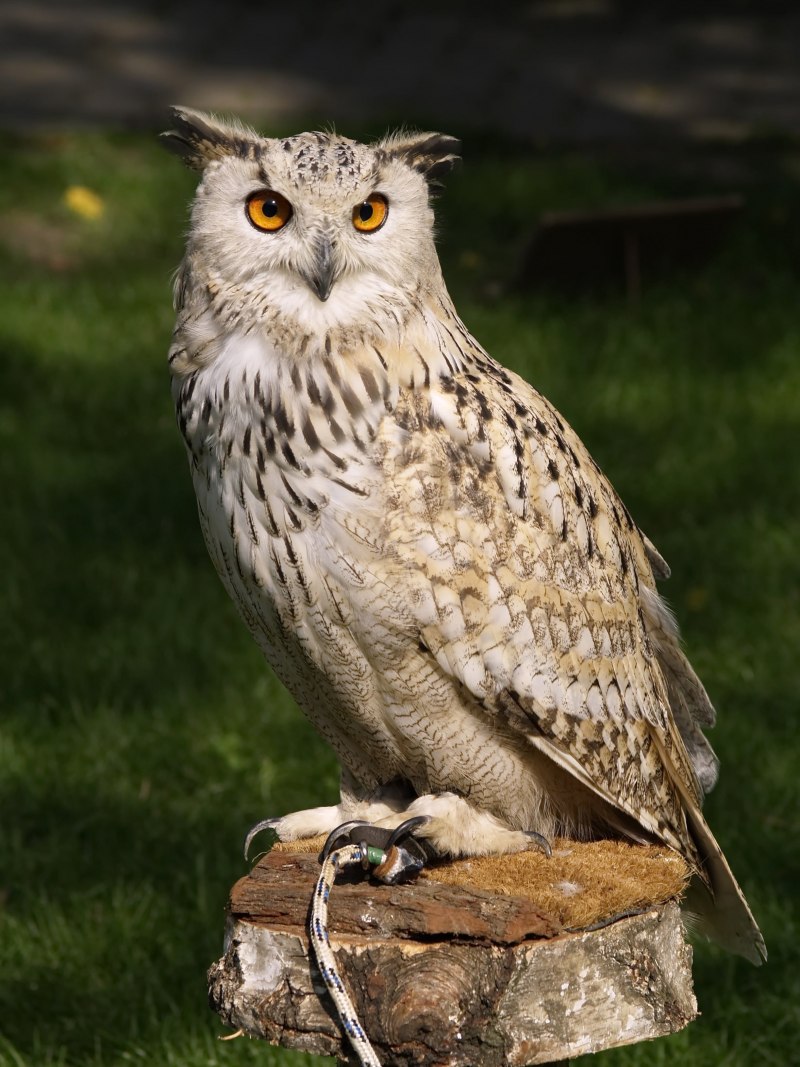 Узамбарский Филин