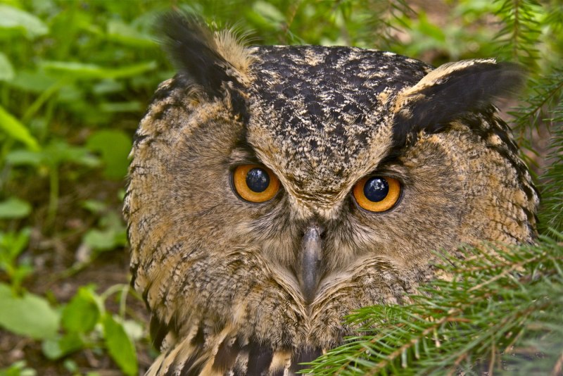 Филин обыкновенный Bubo