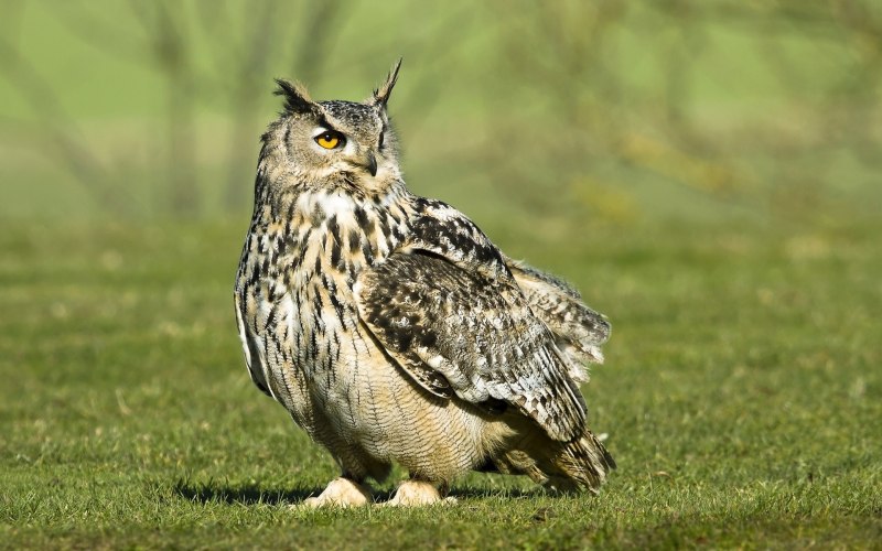 Филин обыкновенный (Bubo Bubo)