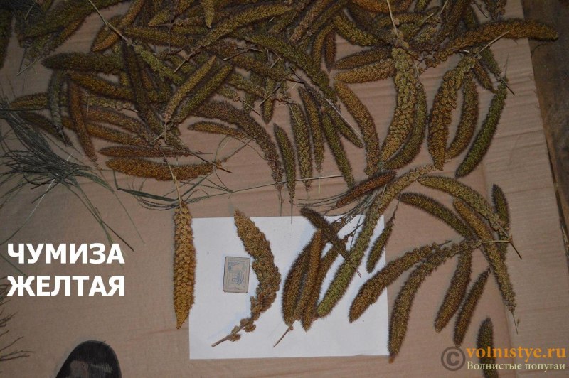Лакомство для птиц Зоомир веселый попугай из любимых семян для волнистых попугаев