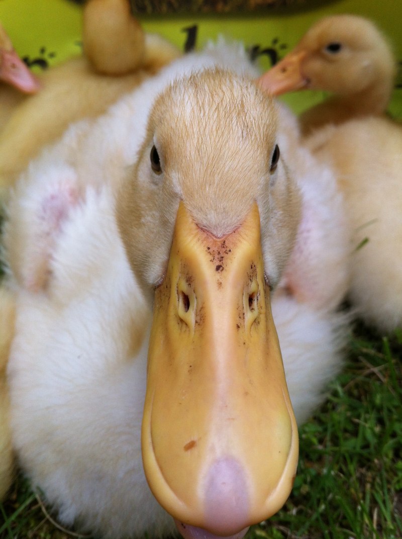 Gosling гусёнок