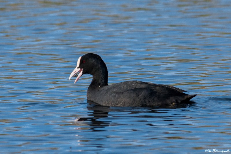 Fulica atra гнездо