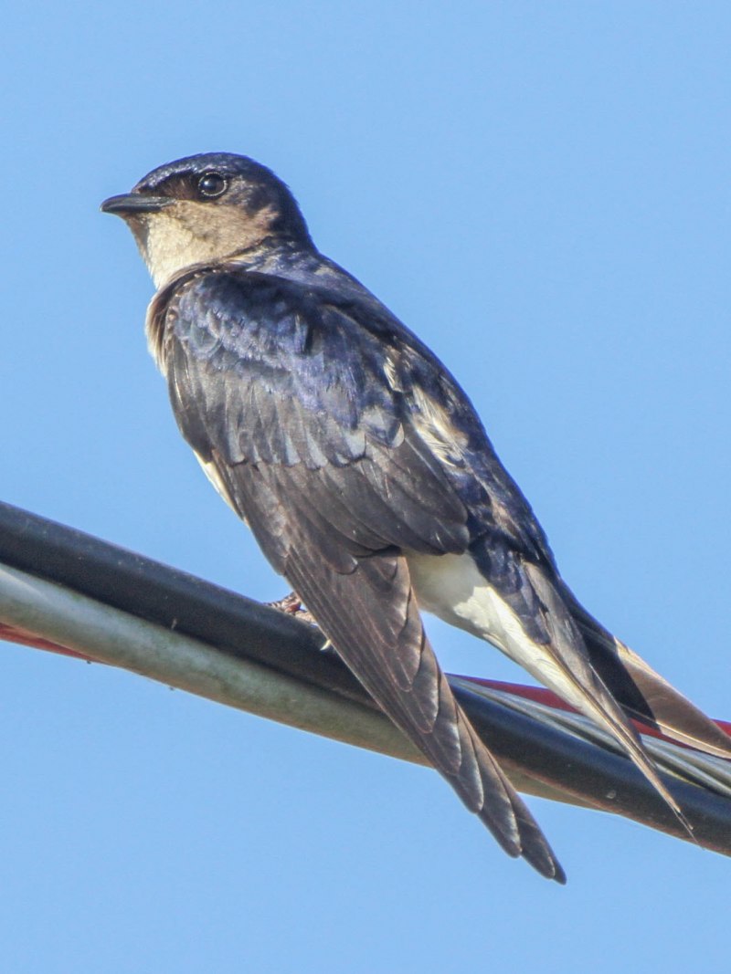 Notiochelidon cyanoleuca