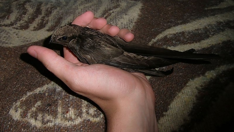 Ласточка городская (Delichon urbicum)