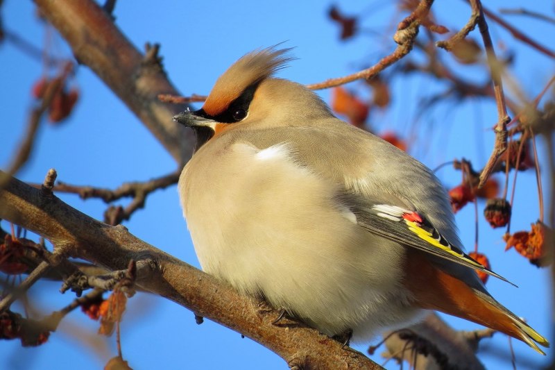 Bohemian Waxwing птица