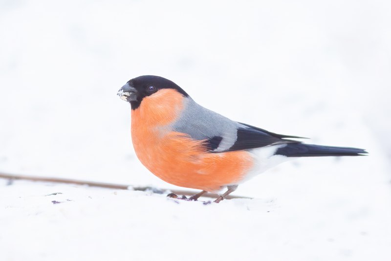 Pyrrhula coccinea