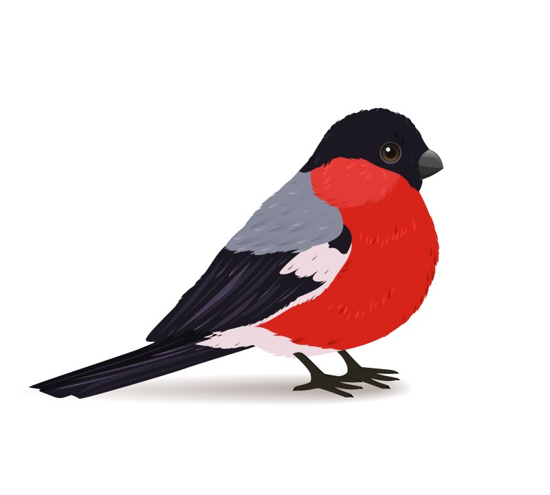 Eurasian Bullfinch