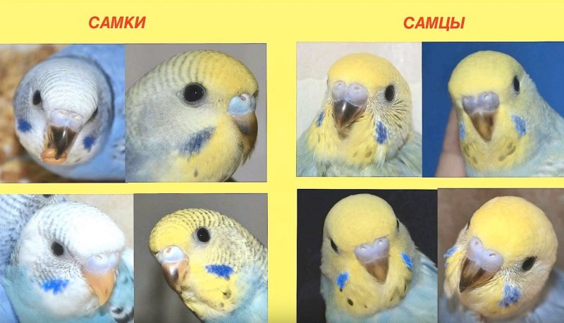 Волнистый попугай самка и самец