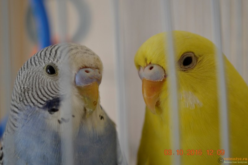 Волнистый попугай самка или самец (65 фото)