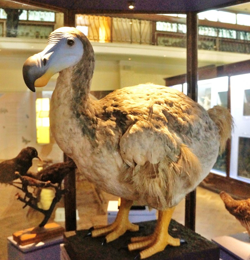 Дронт Raphus cucullatus