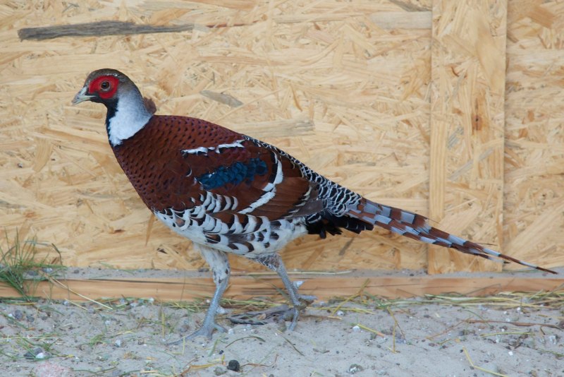 Phasianus colchicus