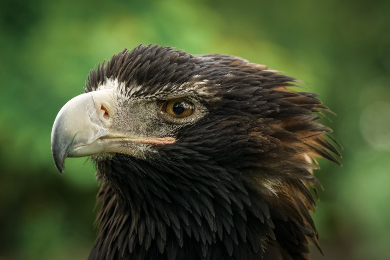 Малый подорлик - Aquila pomarina