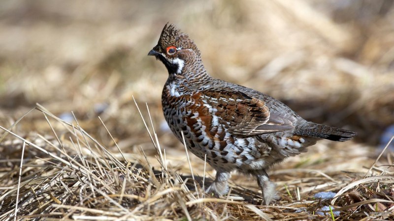 Hazel Grouse