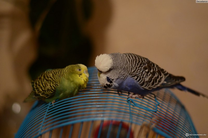 Волнистый попугай Budgie