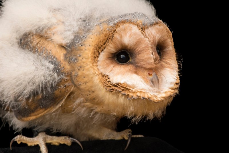 Tyto novaehollandiae Stephens, 1826 — австралийская сипуха