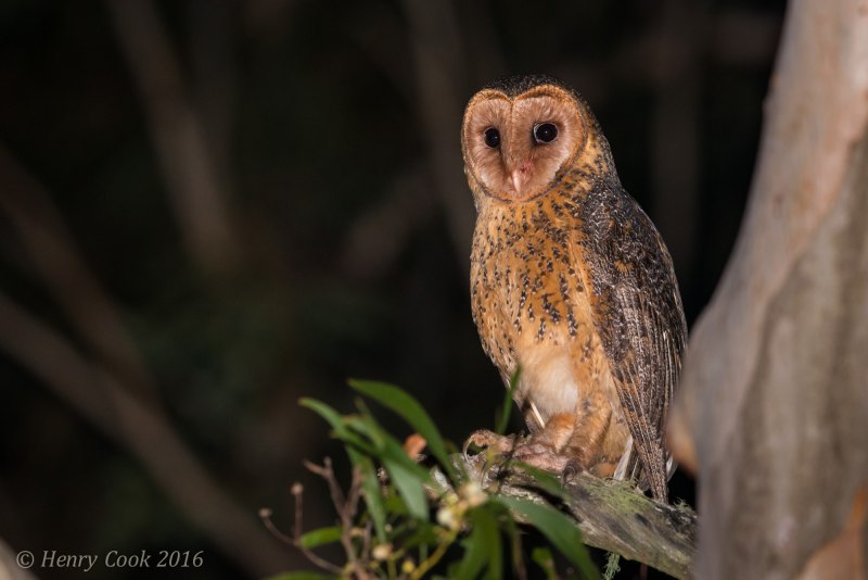 Phodilus badius