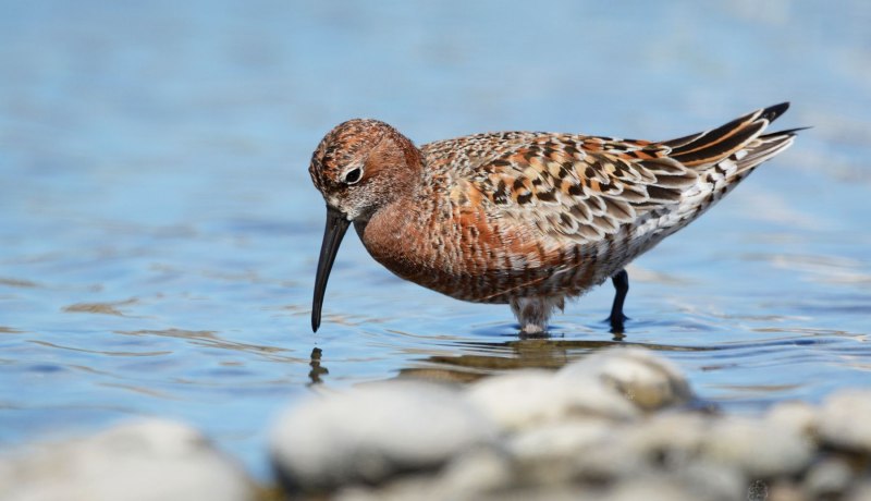 Calidris ferruginea