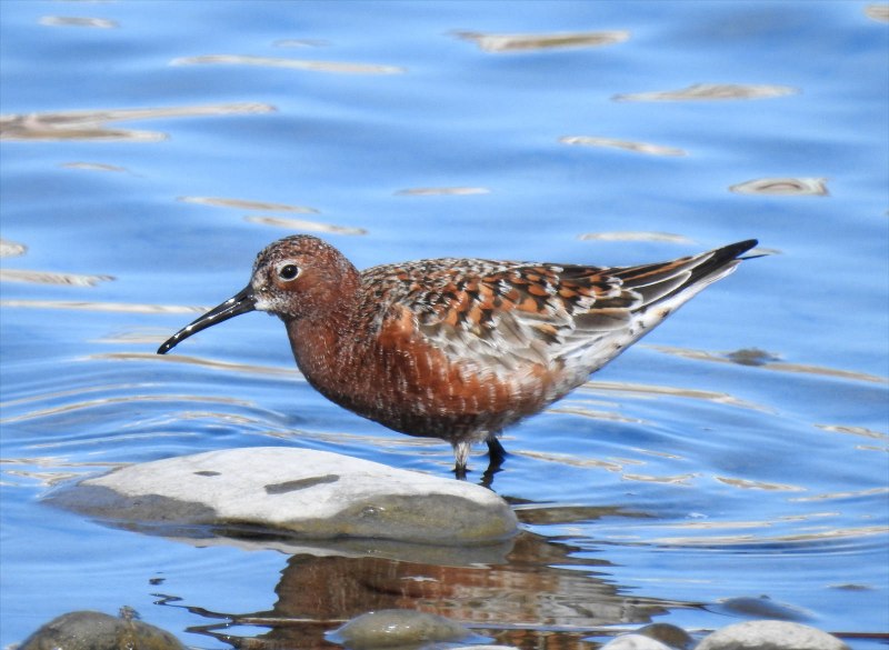 Краснозобик Calidris ferruginea