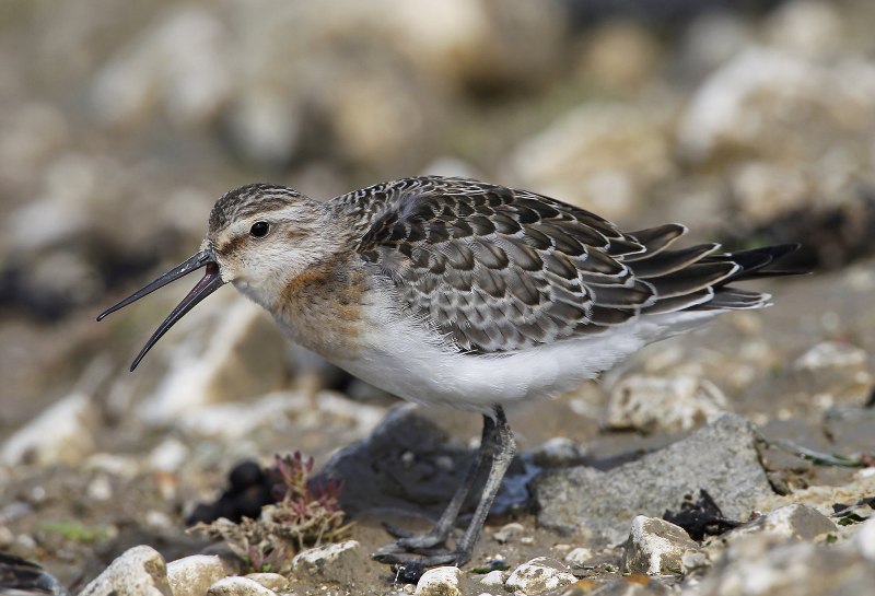 Calidris ferruginea определитель