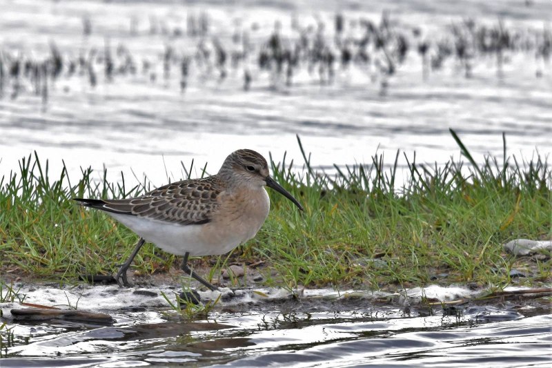 Вид: краснозобик ― Calidris ferruginea (Pont.)