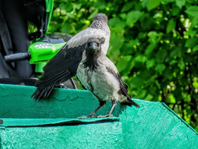 Crow and Raven
