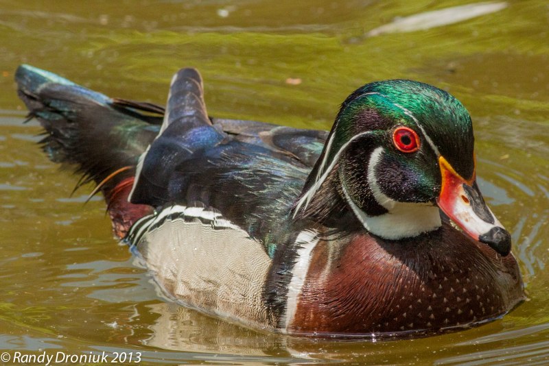 New Zealand Scaup