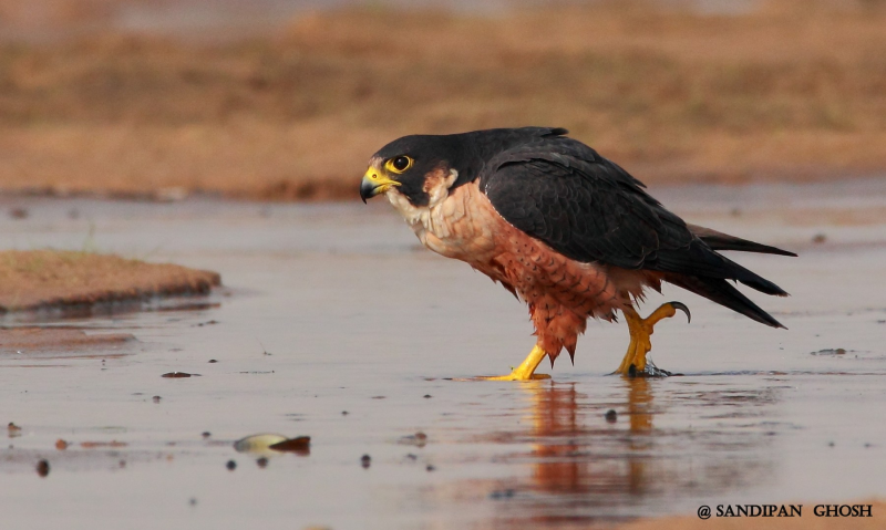 Shaheen Falcon