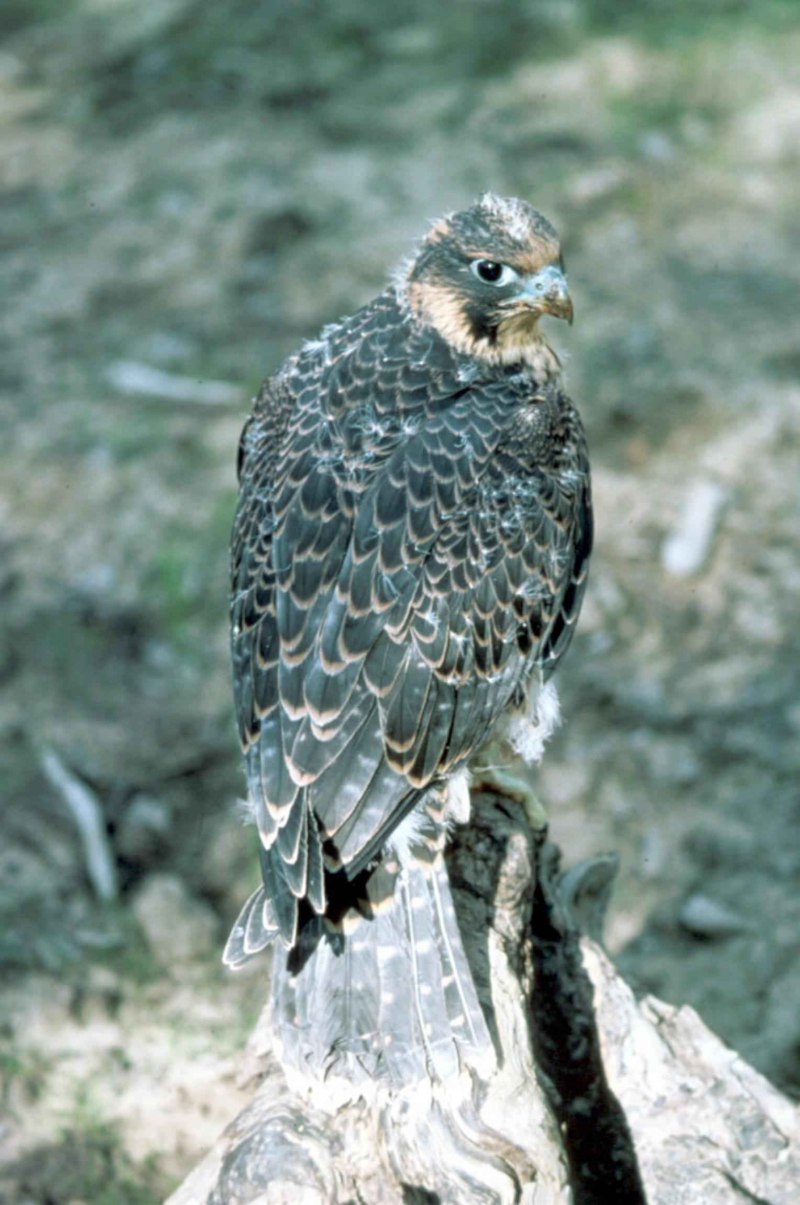 Falco Сокол