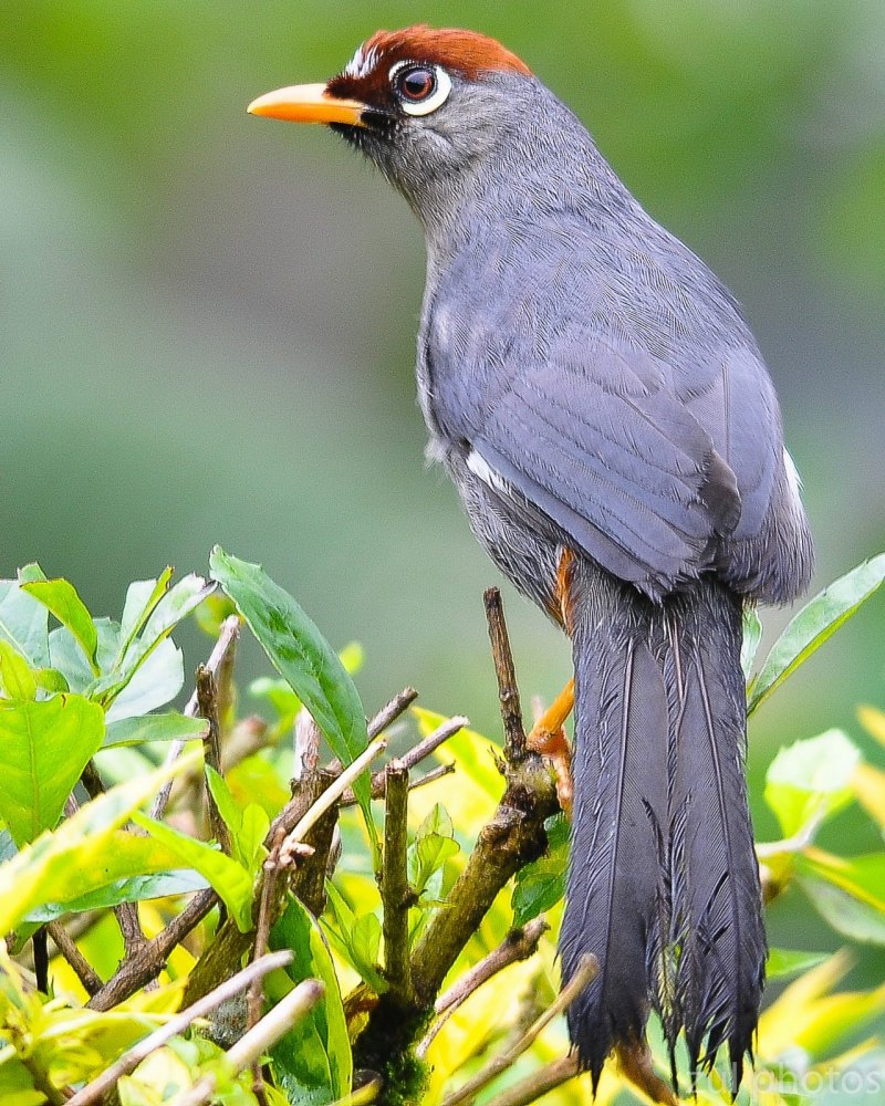Garrulax mitratus
