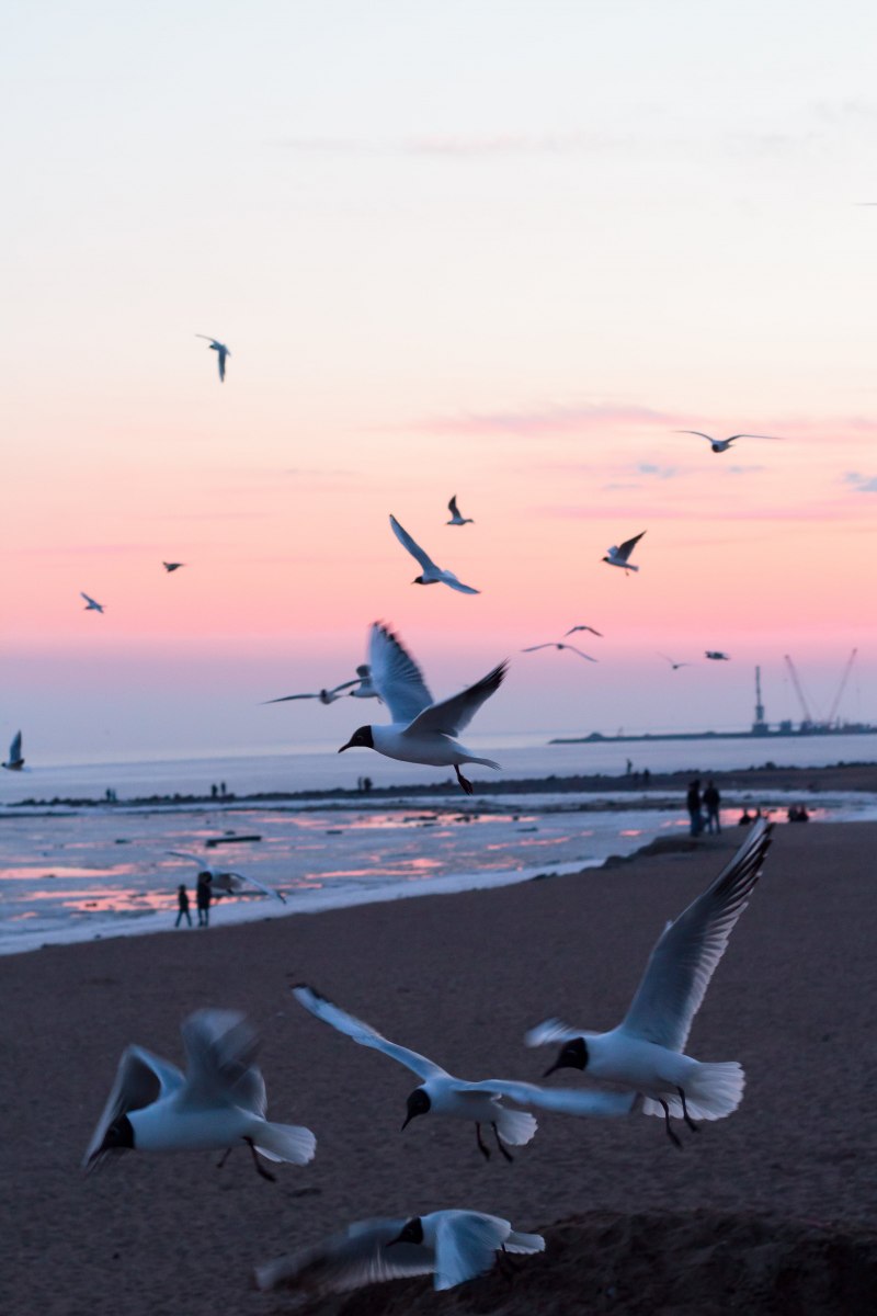 Море, Чайки