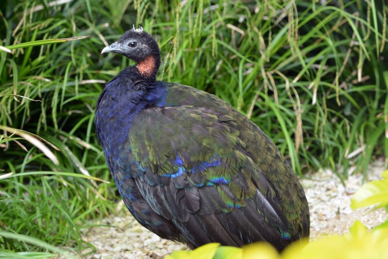 Зелёный Павлин / Pavo muticus