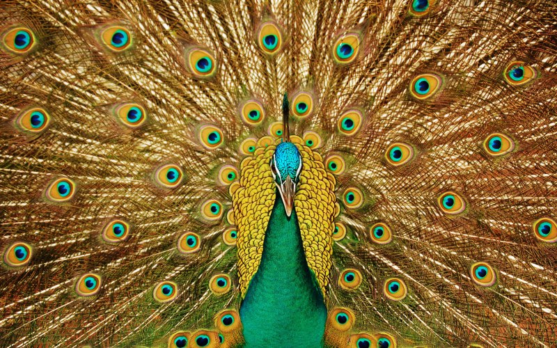 Павлиний фазан (Polyplectron bicalcaratum)