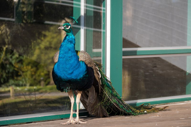 Зелёный Павлин / Pavo muticus