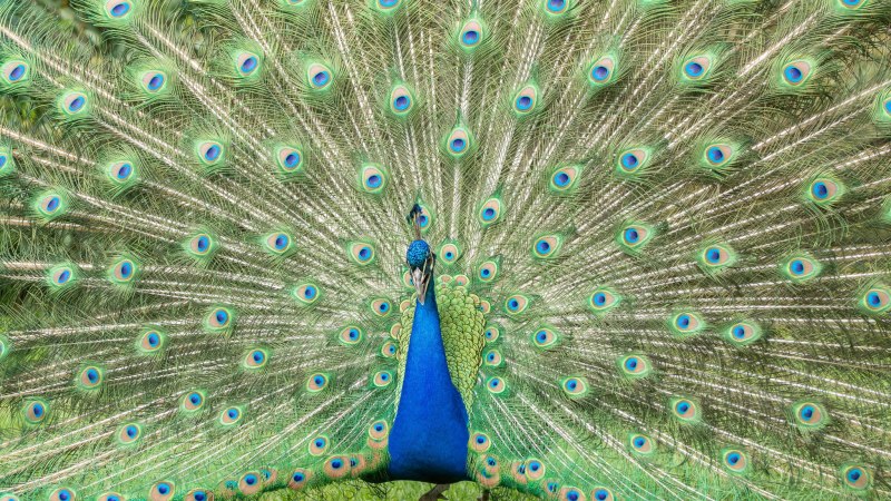Peacock segment