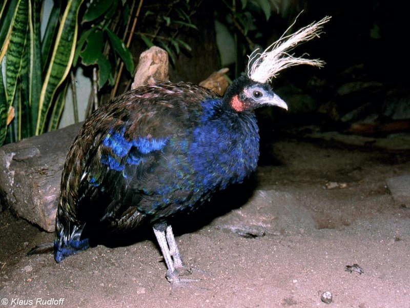 Afropavo Congensis