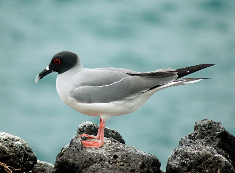 Кулик-сорока Haematopus ostralegus