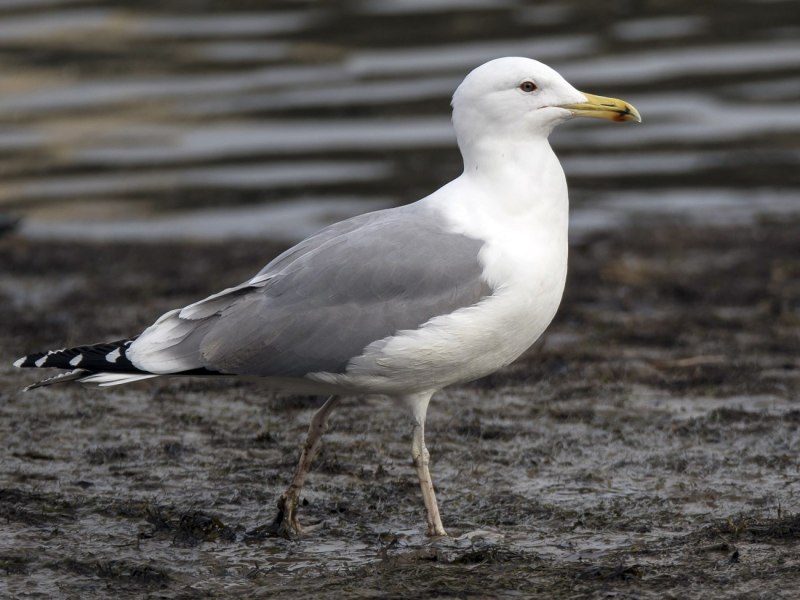 Перевозчик (Actitis hypoleucos)