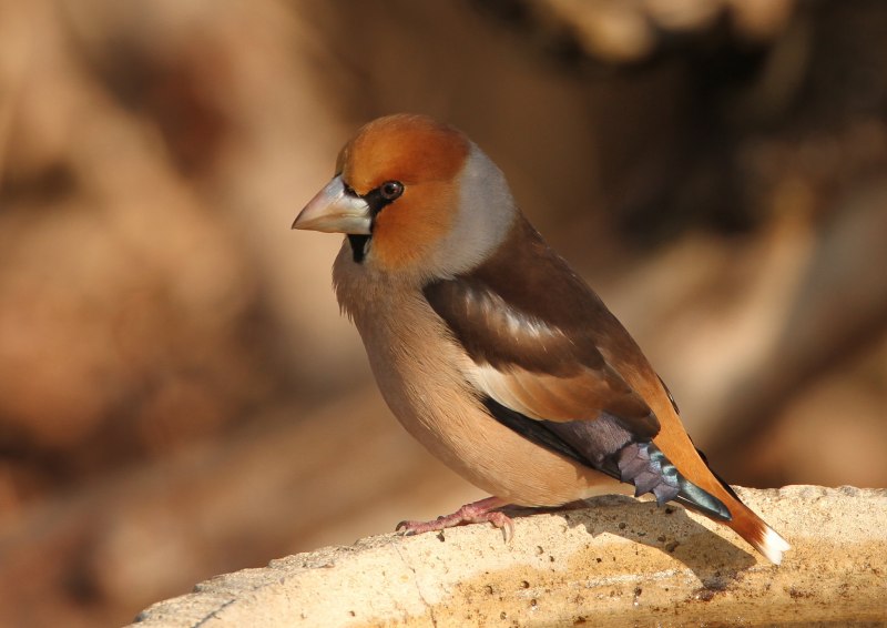 Дубонос обыкновенный (coccothraustes coccothraustes)