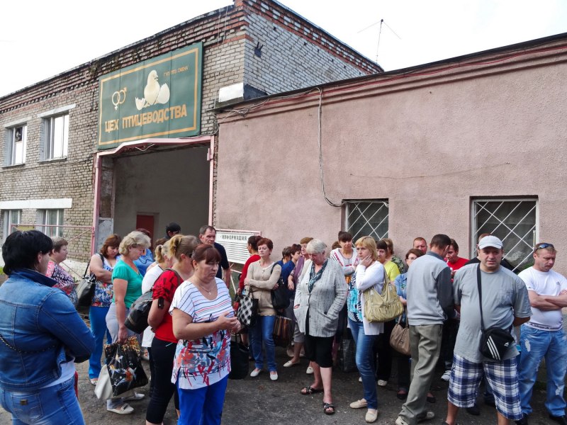 Утки на белом пруду Сергиев Посад лето