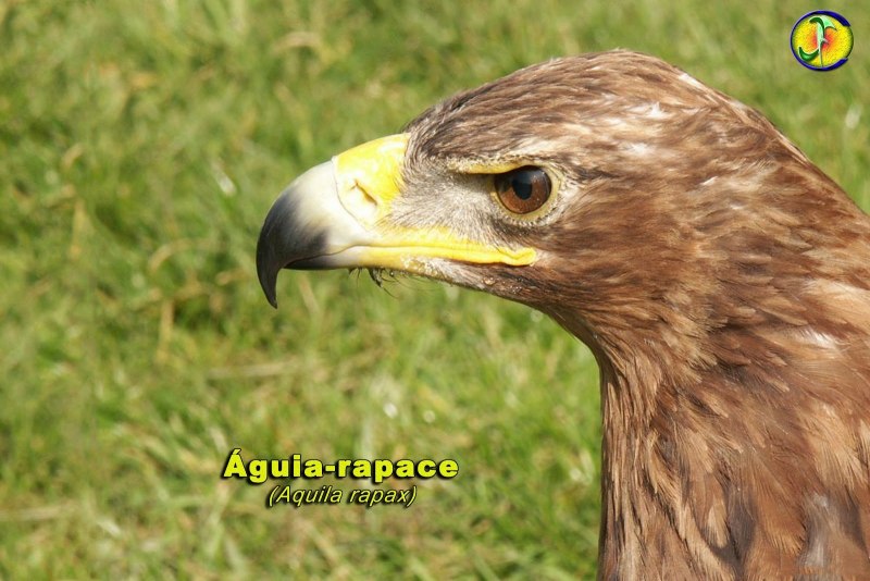 Степной Орел Aquila Rapax