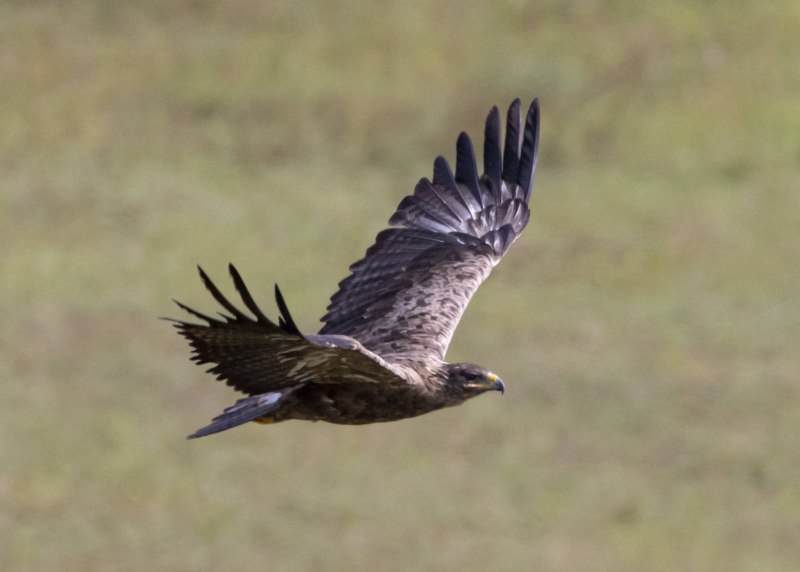 Степной орёл (Aquila nipalensis