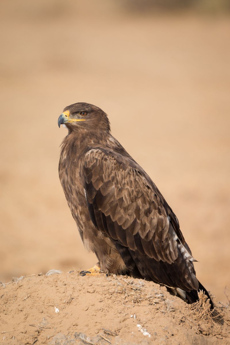 Aquila nipalensis