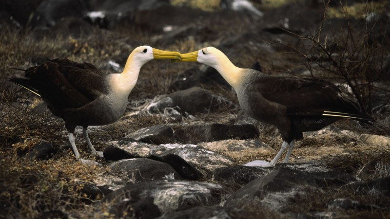 Albatross Wings