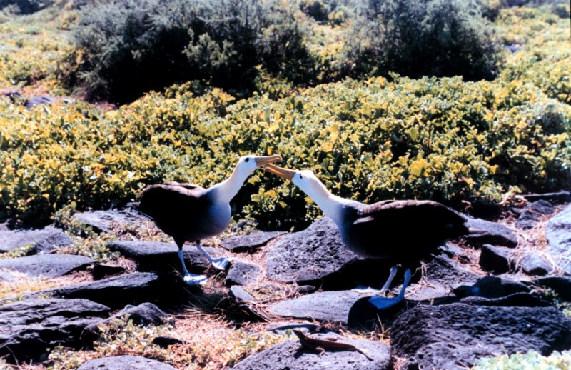 Waved Albatross
