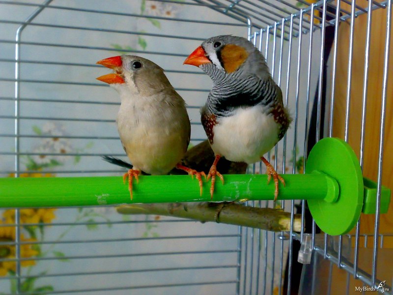 Амадины тигровые