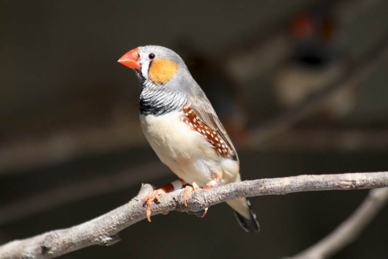 Зебровая амадина(Taeniopygia guttata)